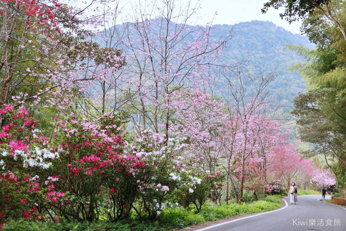 櫻花綿延不絕,景色美不勝收。(圖/kiwi樂活食旅提供)