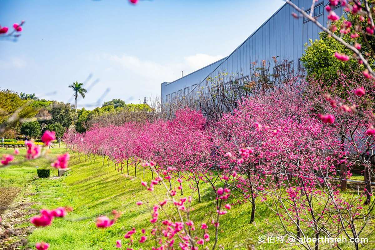 中部的賞櫻景點絕不能錯過崴立櫻花公園。（圖／愛伯特吃喝玩樂全記錄提供）