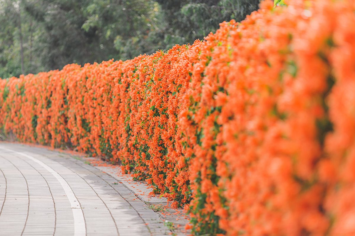 台中后里中科園區內的炮仗花步道。（圖／小夫妻的旅攝生活提供）