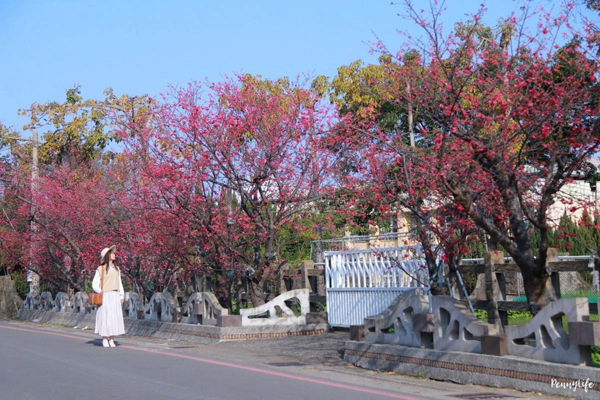 泰安派出所櫻花林的景色優美。（圖／雙子喵玩樂旅行PennyLife提供）
