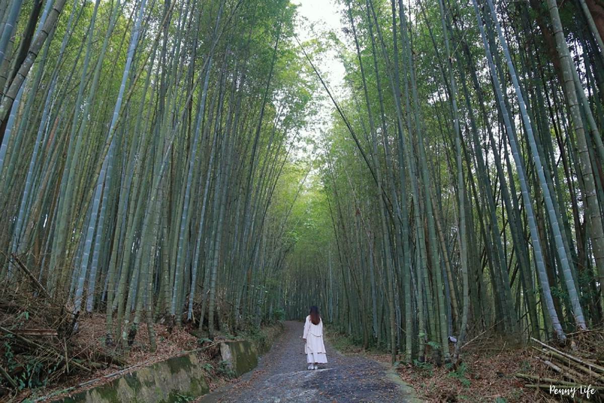 嘉義縣梅山鄉瑞里社區的竹林綠色隧道，竹林景象令人驚艷。（圖／雙子喵玩樂旅行PennyLife提供）