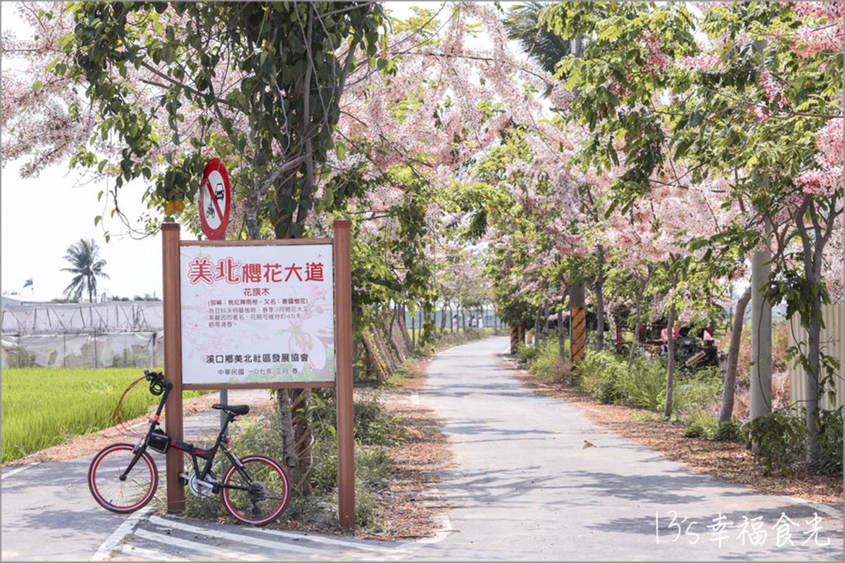 嘉義美北櫻花大道。（圖／13's幸福食光-旅遊美食部落格提供）