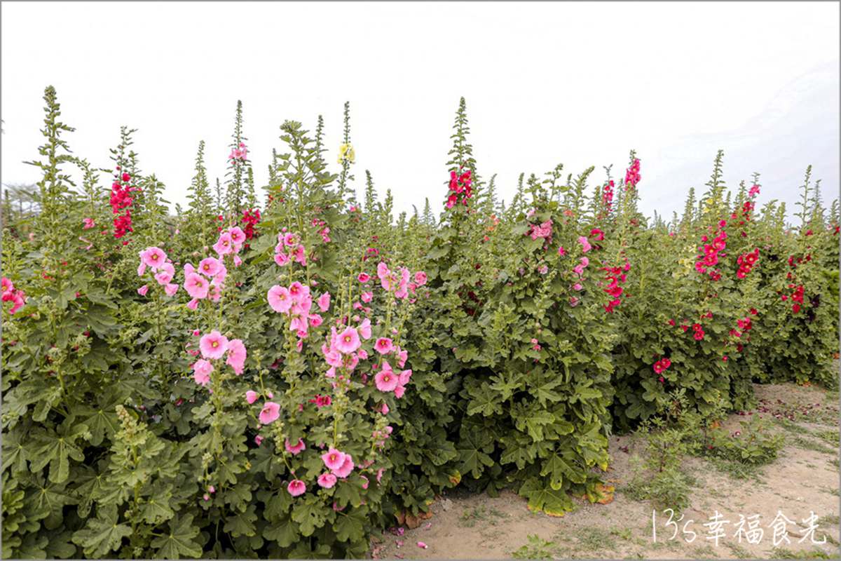 蜀葵花有「一丈紅」的別稱。(圖/13‘s幸福食光-旅遊美食部落格提供)
