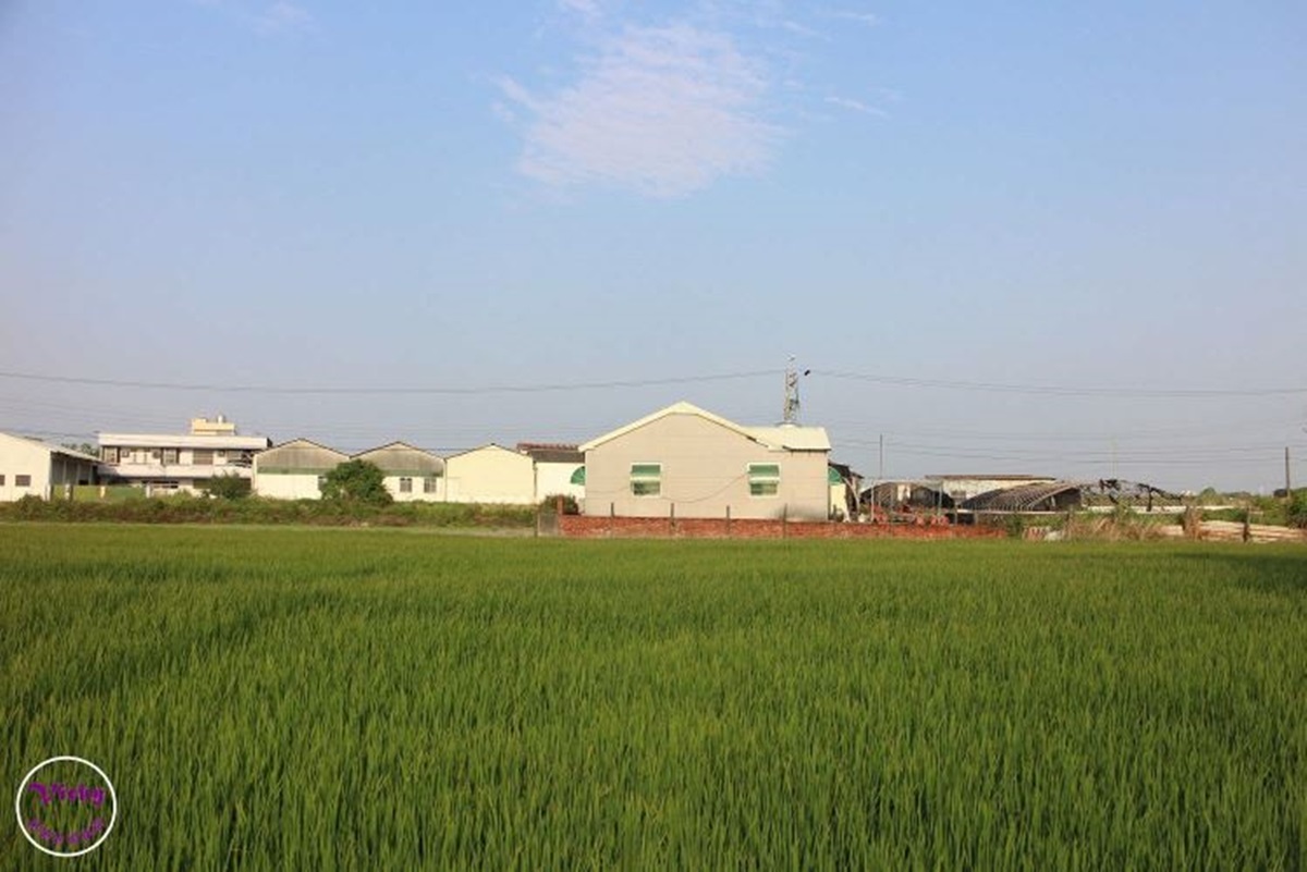 除了一大片稻田，還有火龍果等植物栽種。（圖／Vicky 媽媽的遊樂園提供）