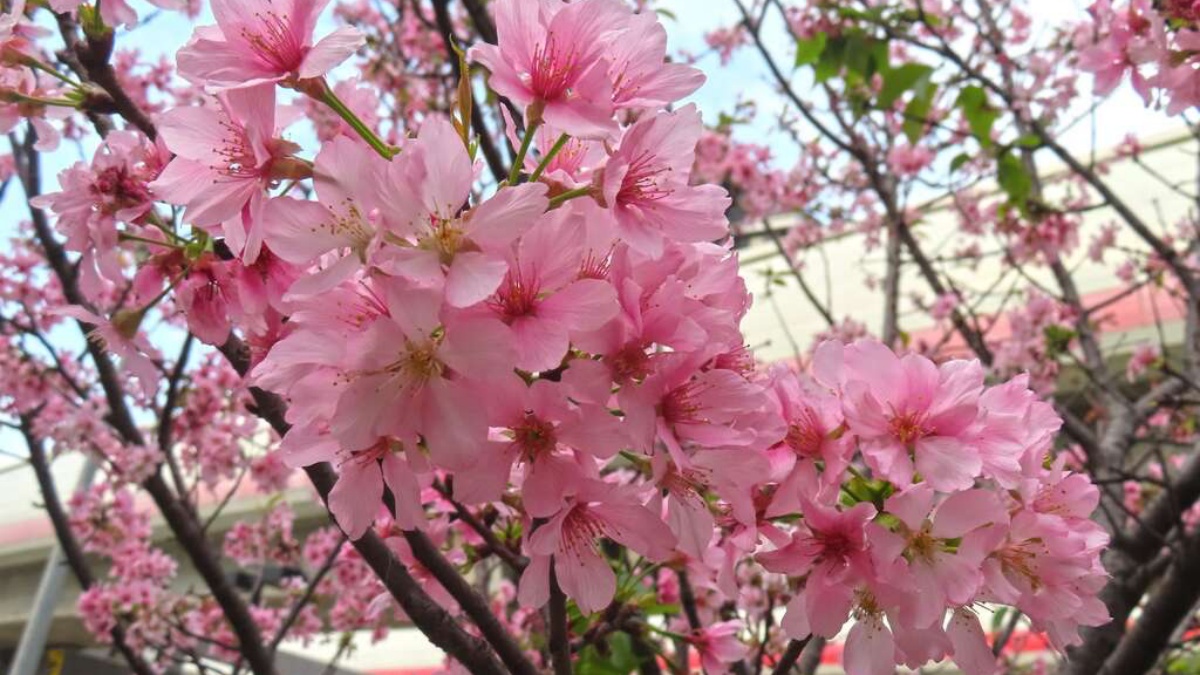 富士櫻其粉色花瓣瓣瓣平展分離不相疊。(圖/公園處提供)