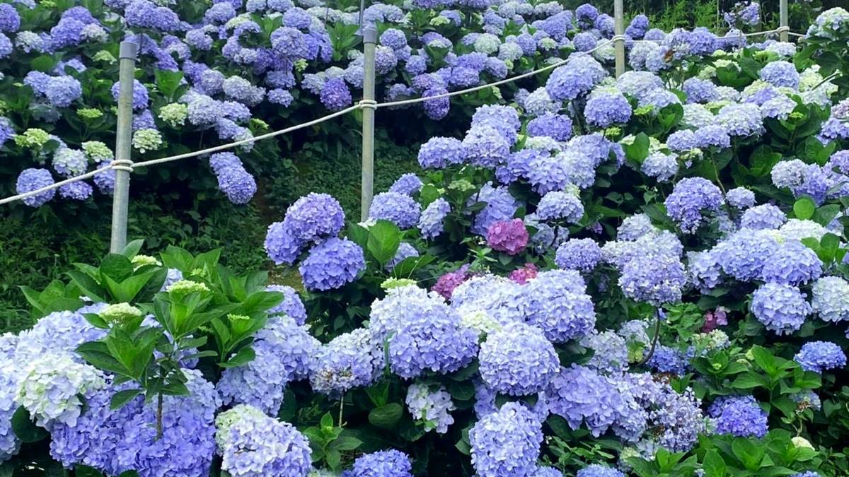 「高家繡球花田」占地8千坪。（圖／高家繡球花田提供）