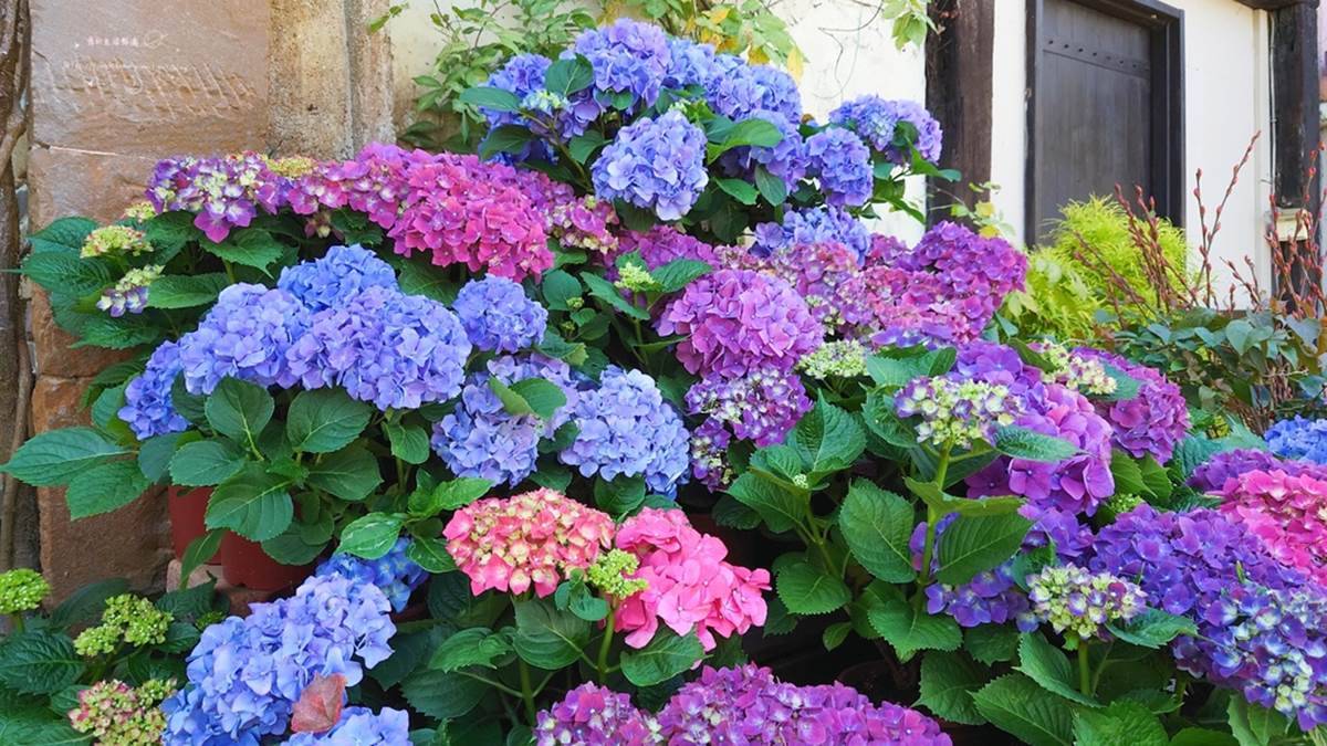 台中「心之芳庭」的繡球花季在2月時搶先開跑。（圖／秀的生活點滴提供）