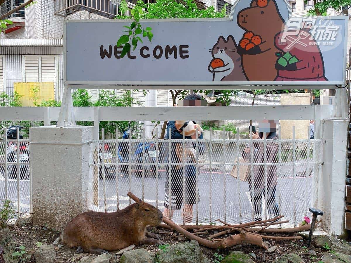 位在捷運土城站附近的「水豚騎士」，是新北首家以水豚為主題的餐廳。（圖／史努比遊樂園提供）