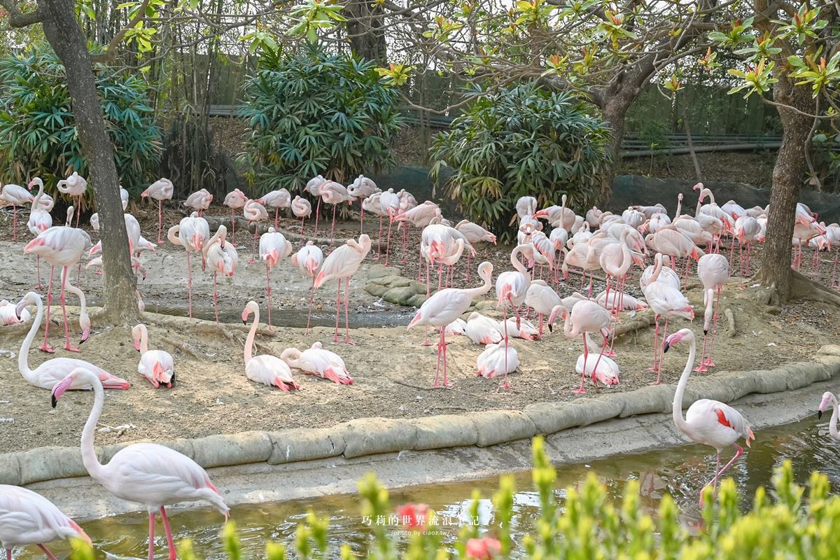 台南「頑皮世界野生動物園」飼養三百多種野生動物,是南台灣最大的野生動物園。(圖/巧莉的世界流浪筆記提供)