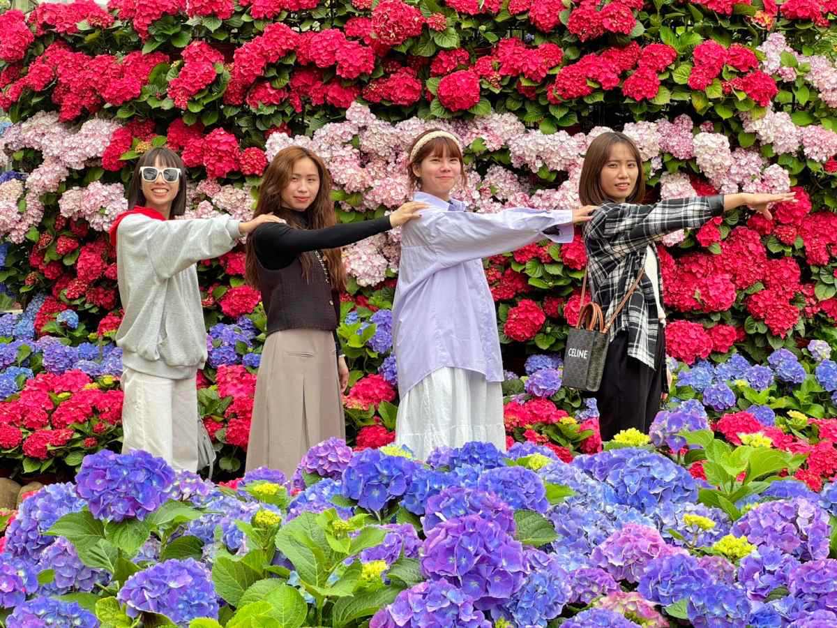 迎接3月中旬,花露農場繡球花季搶先開跑。(圖/花露農場提供)