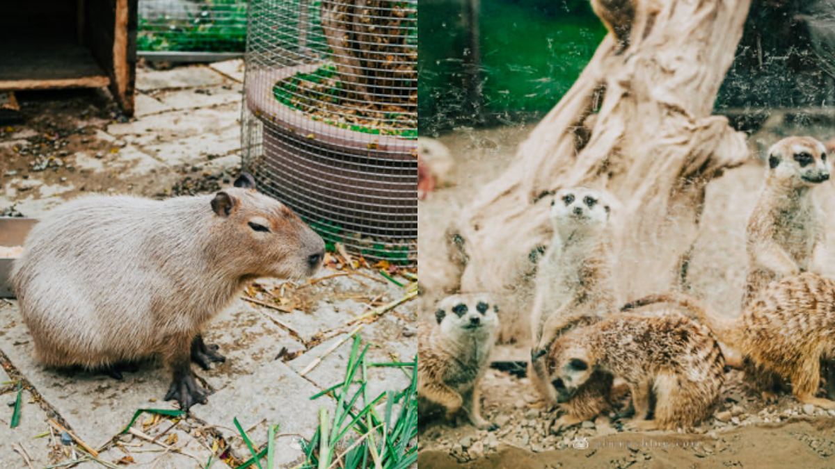 水豚君(圖左)吃草的樣子有點呆萌;還有群居動物狐獴(圖右),他們都是人氣動物明星喔。(圖/胖貓咪的奇幻旅程)