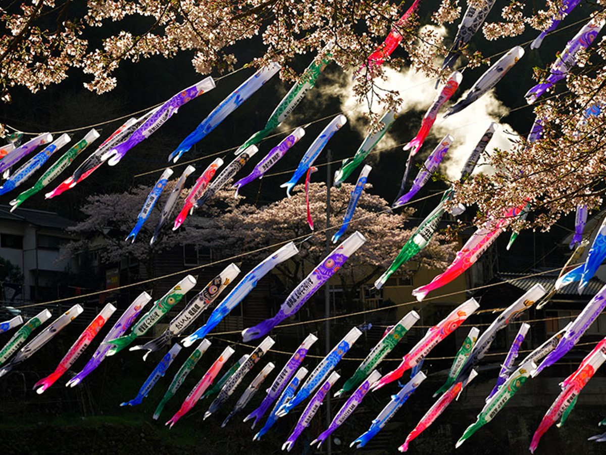 由當地人自發性舉辦的「鯉魚旗祭」,今年已是第44屆。(圖/杖立溫泉提供)