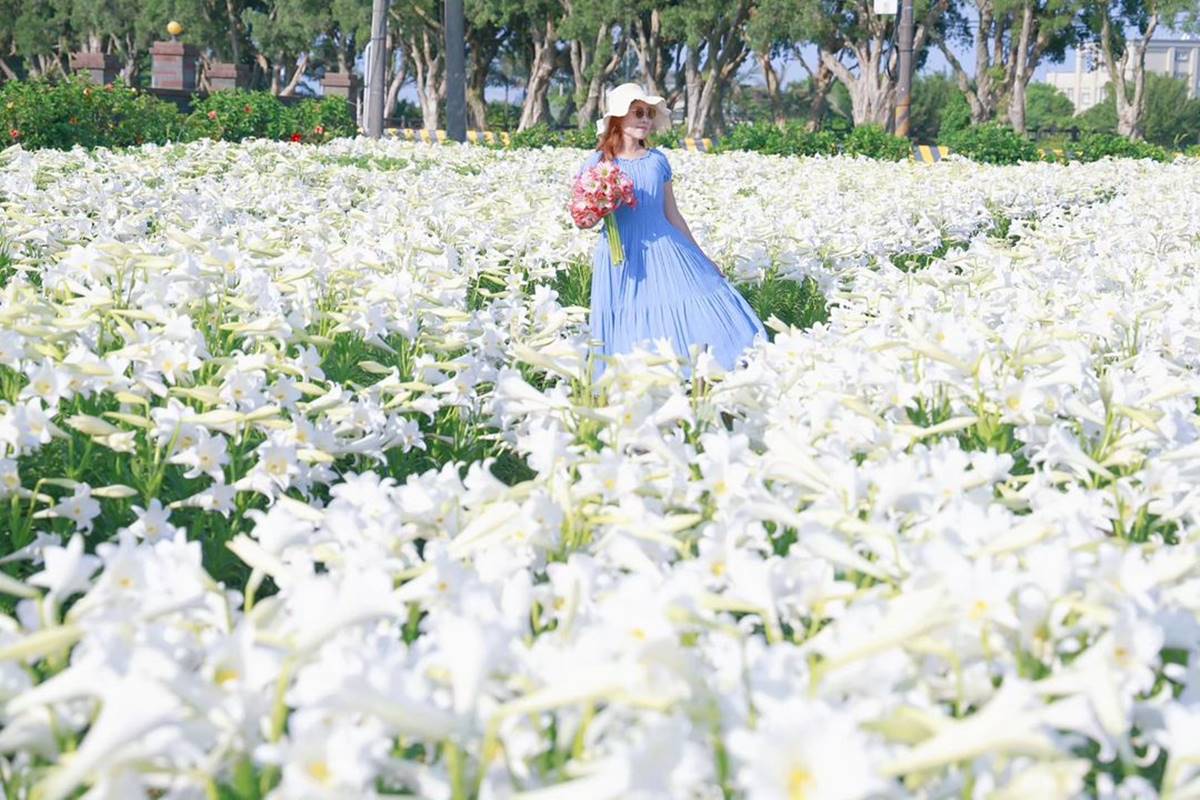 每逢母親節前夕，「白千層鐵砲百合花園」就會準時盛開。（圖／IG@yijiun_lee提供，為4/29花況）