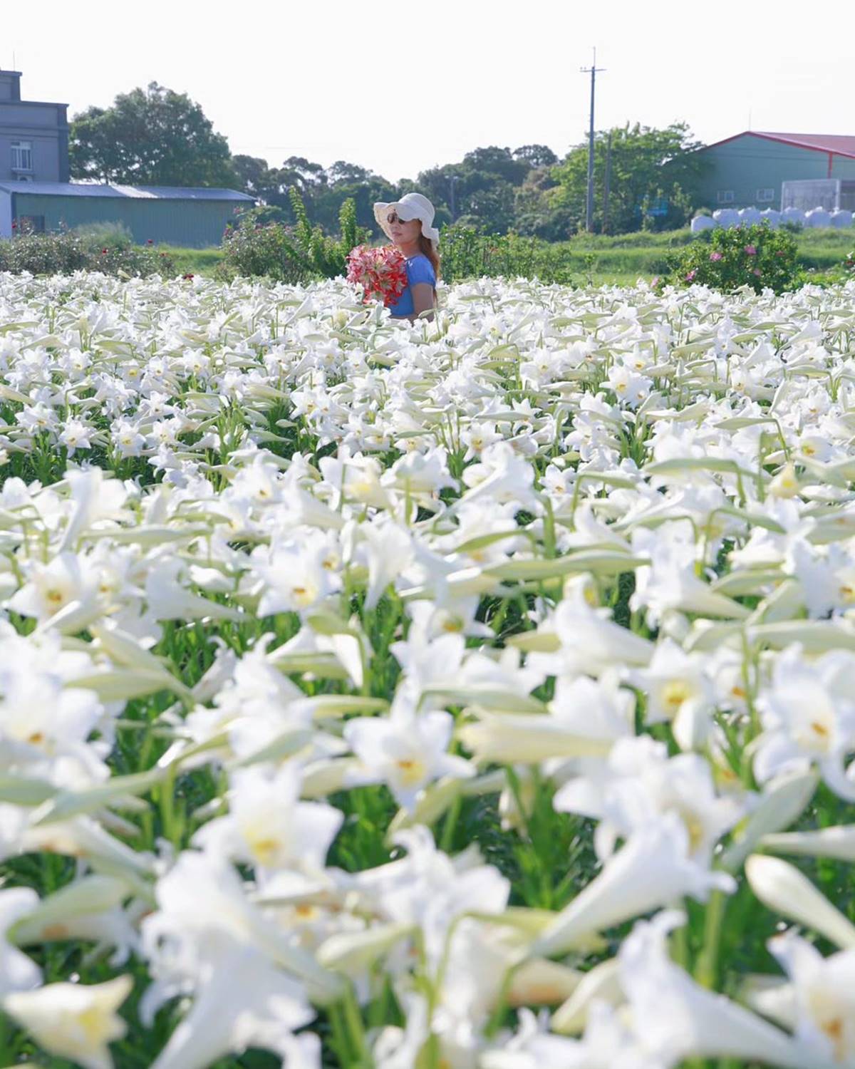 花園就在白千層綠色隧道附近，民眾參觀要收入園清潔費50元。（圖／IG@yijiun_lee提供，為4/29花況）