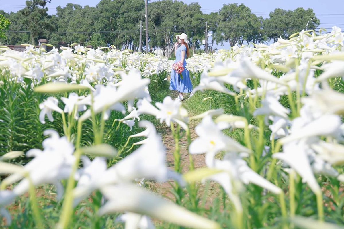 鐵砲百合花外型很像嗩吶，且帶有獨特花香，又有「麝香百合」的別名。（圖／IG@yijiun_lee提供，為4/29花況）