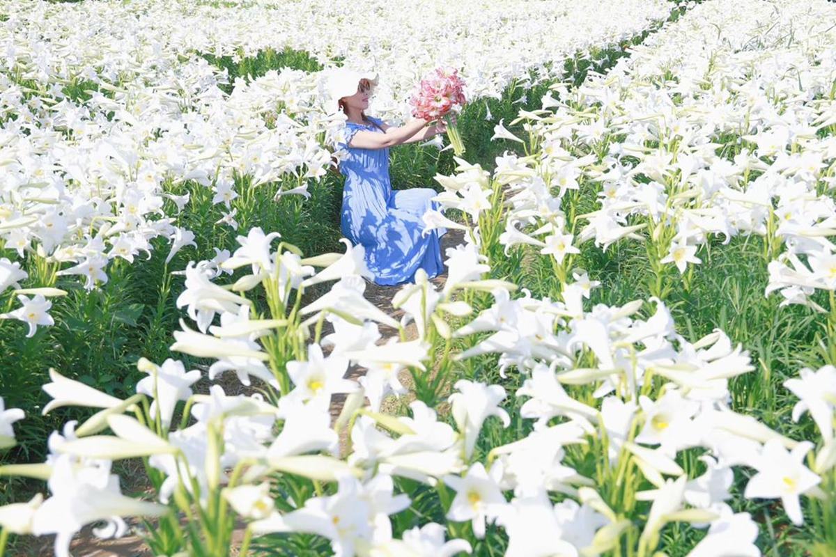 今年園主種植了超過2萬朵鐵炮百合。（圖／IG@yijiun_lee提供，為4/29花況）