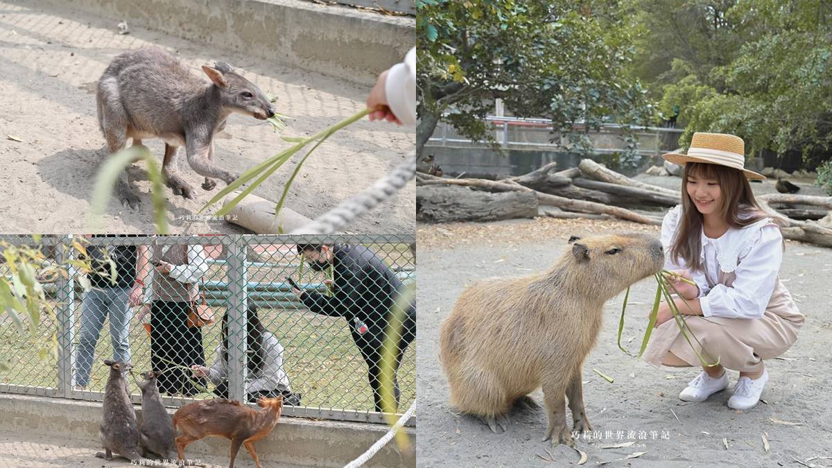 半開放式的園區,可以近距離和小袋鼠兔子等動物互動。(圖/巧莉的世界流浪筆記提供)