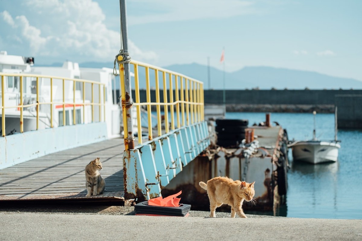 除了在下灘站拍美照，也可安排貓島行程組成1日遊。（圖／羅賓的攝影漫步提供）