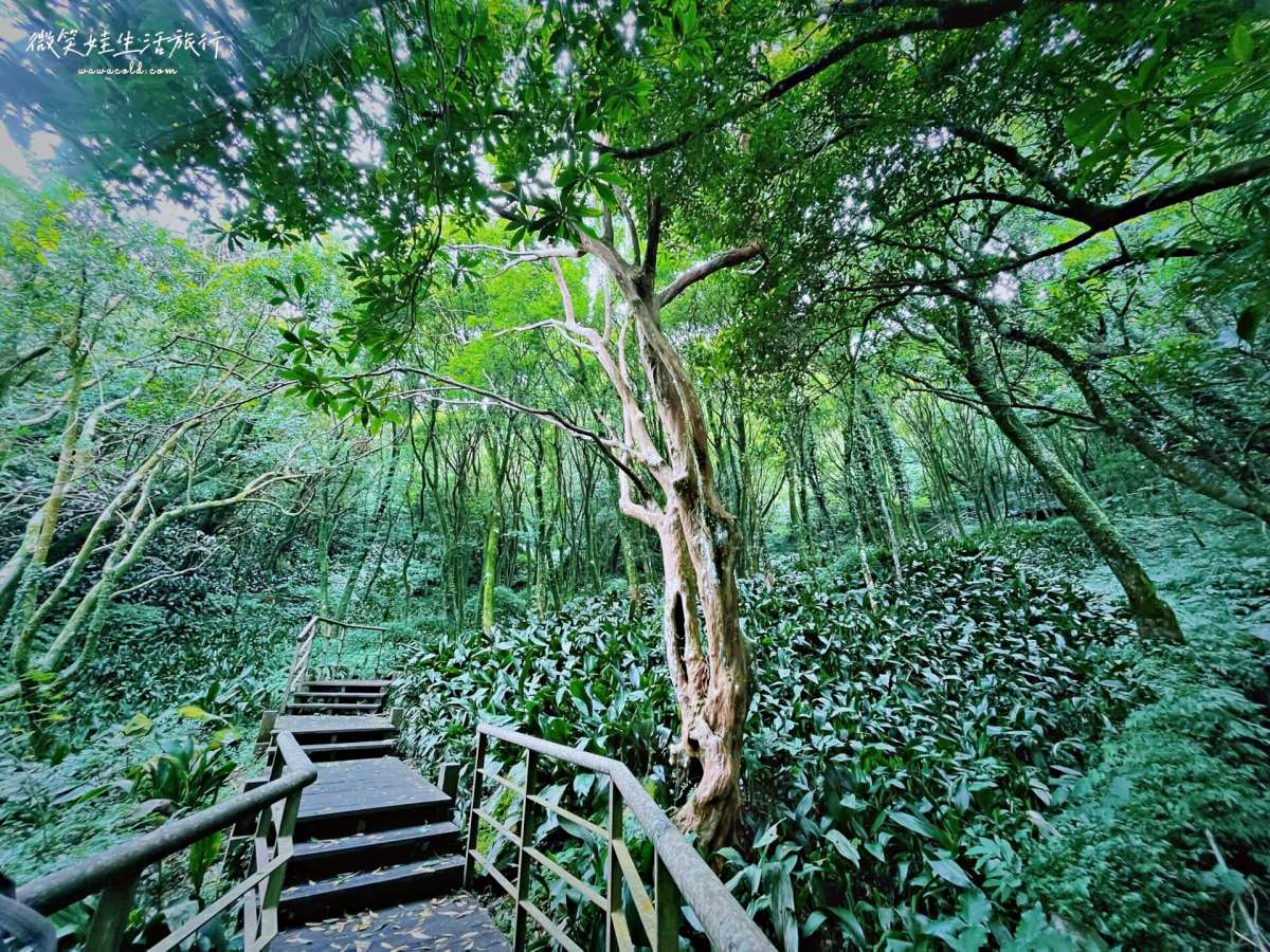 步道兩旁林蔭成群,在這裡走完全不怕曬,很適合夏天避暑。(圖/微笑娃生活旅行提供)