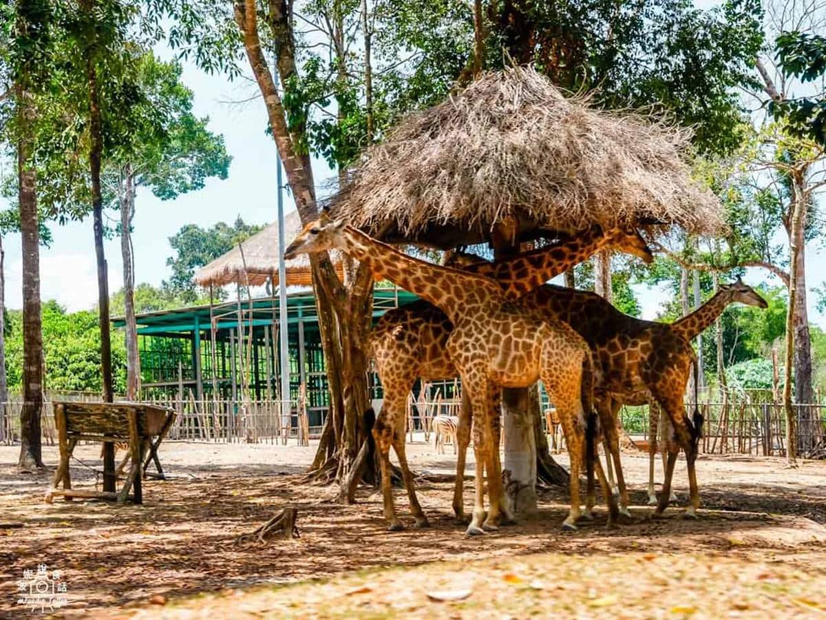 「珍珠樂園」與同集團的野生動物園、富國大世界相鄰,3個區域之間有免費接駁車。(圖/波妮說食話提供)