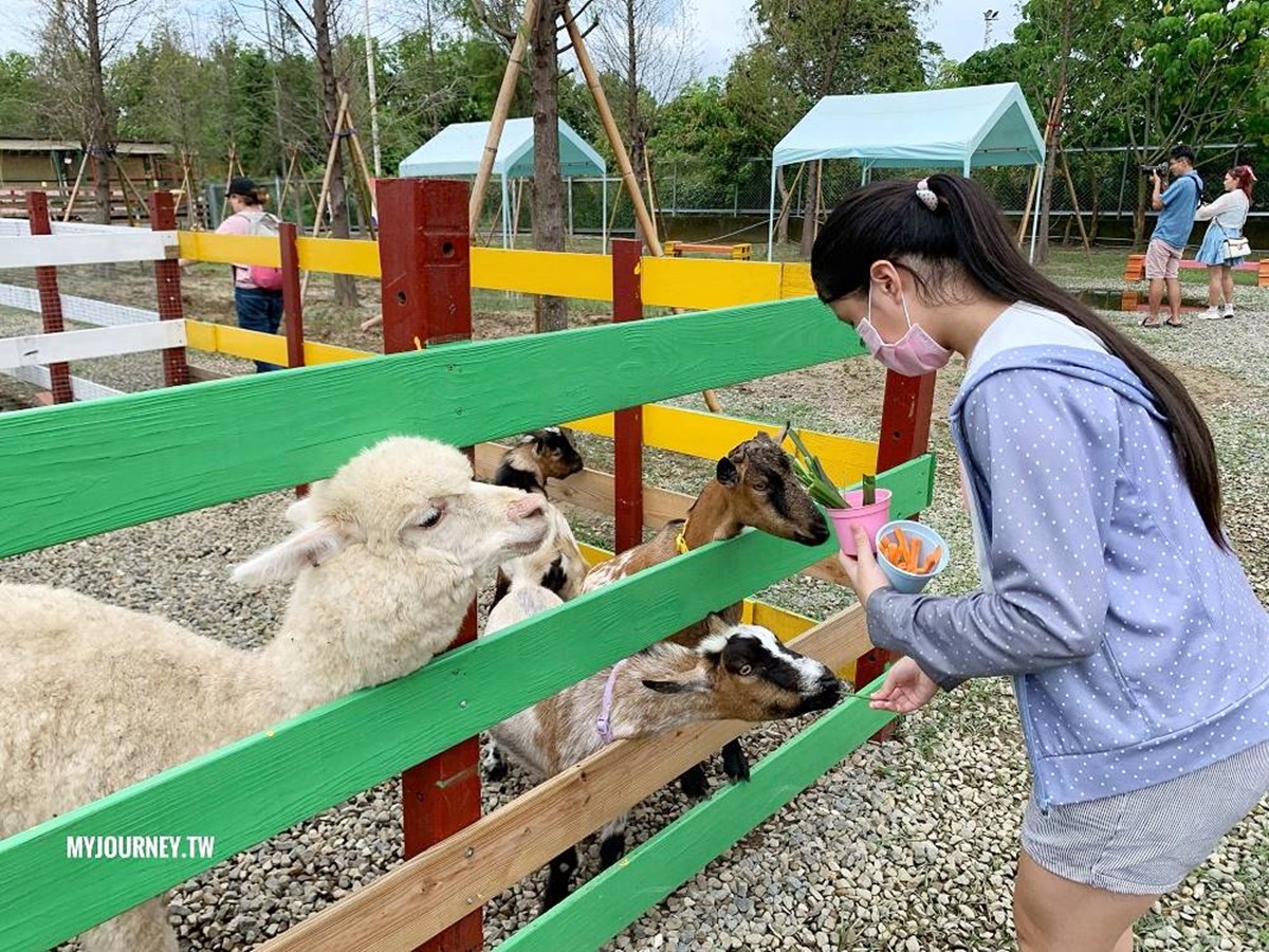 羊駝、小羊們等草食性動物個性都挺溫和,可以安心互動。(圖/翻攝自食尚部落客@可大王愛旅行)