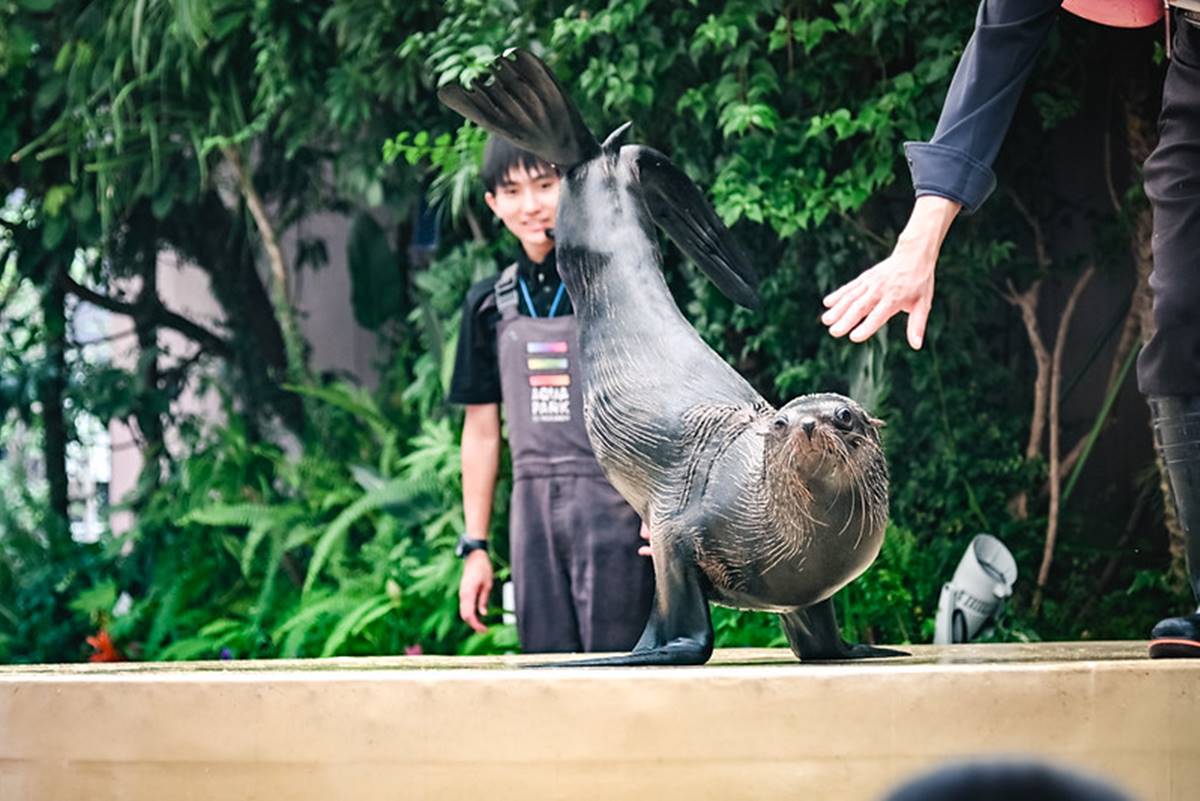 水族館內每個表演大概都是10～15分鐘左右，在南美海狗的表演中，現場飼養員會跟海狗互動，讓他們用可愛的身軀向觀眾打招呼。（圖／ELSA菲常好攝提供）