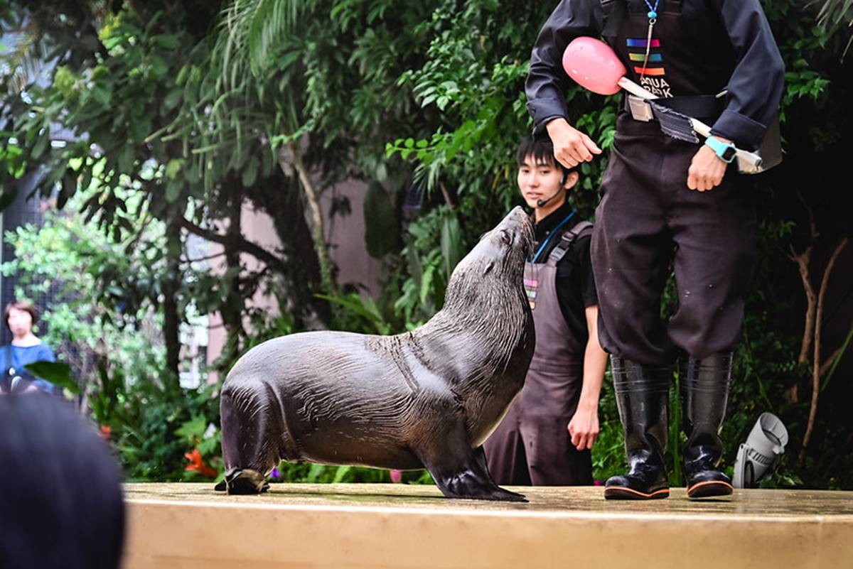 水族館內每個表演大概都是10～15分鐘左右，在南美海狗的表演中，現場飼養員會跟海狗互動，讓他們用可愛的身軀向觀眾打招呼。（圖／ELSA菲常好攝提供）