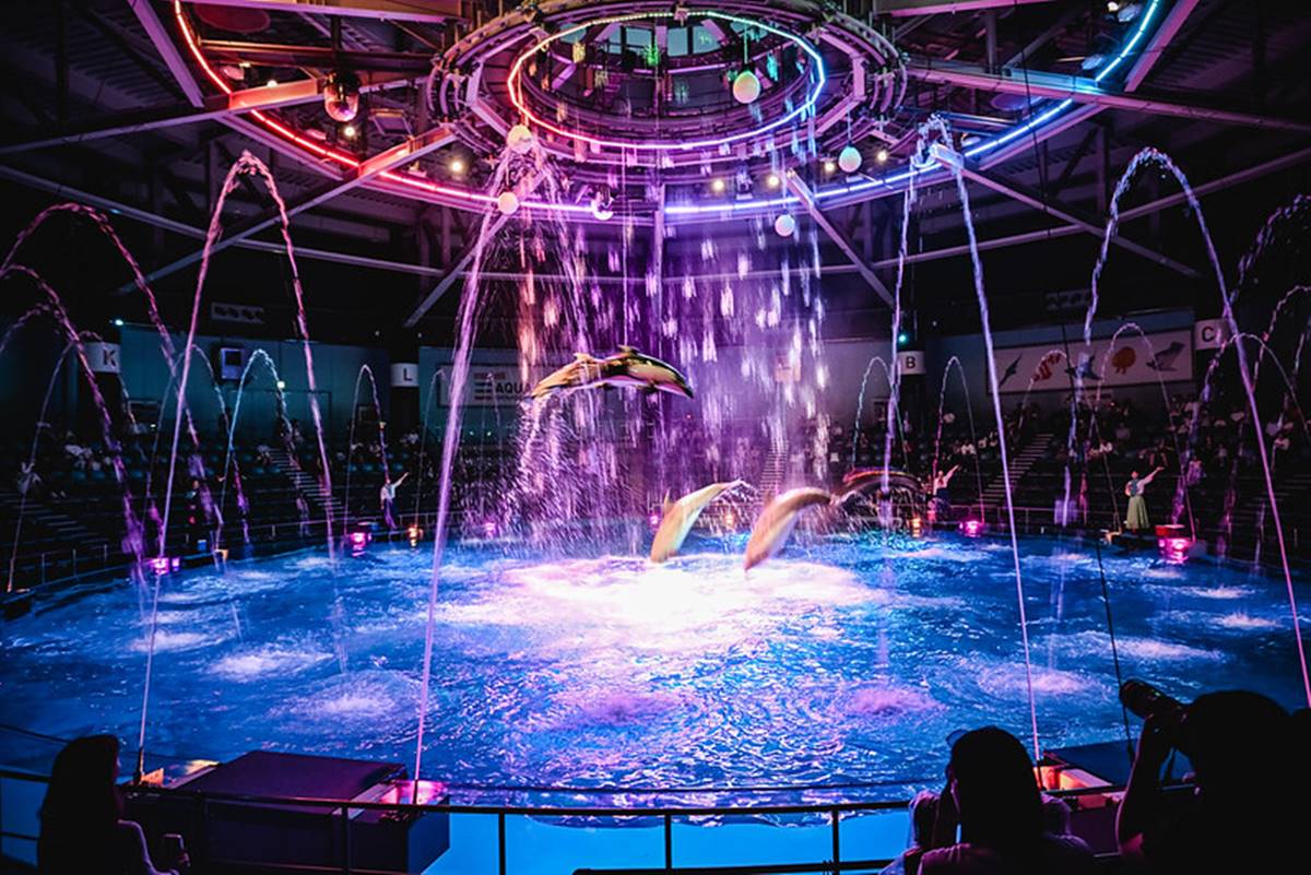 品川水族館夜間的海豚秀搭配上音樂、聲光，晚上的效果更是如夢似幻。（圖／ELSA菲常好攝提供）