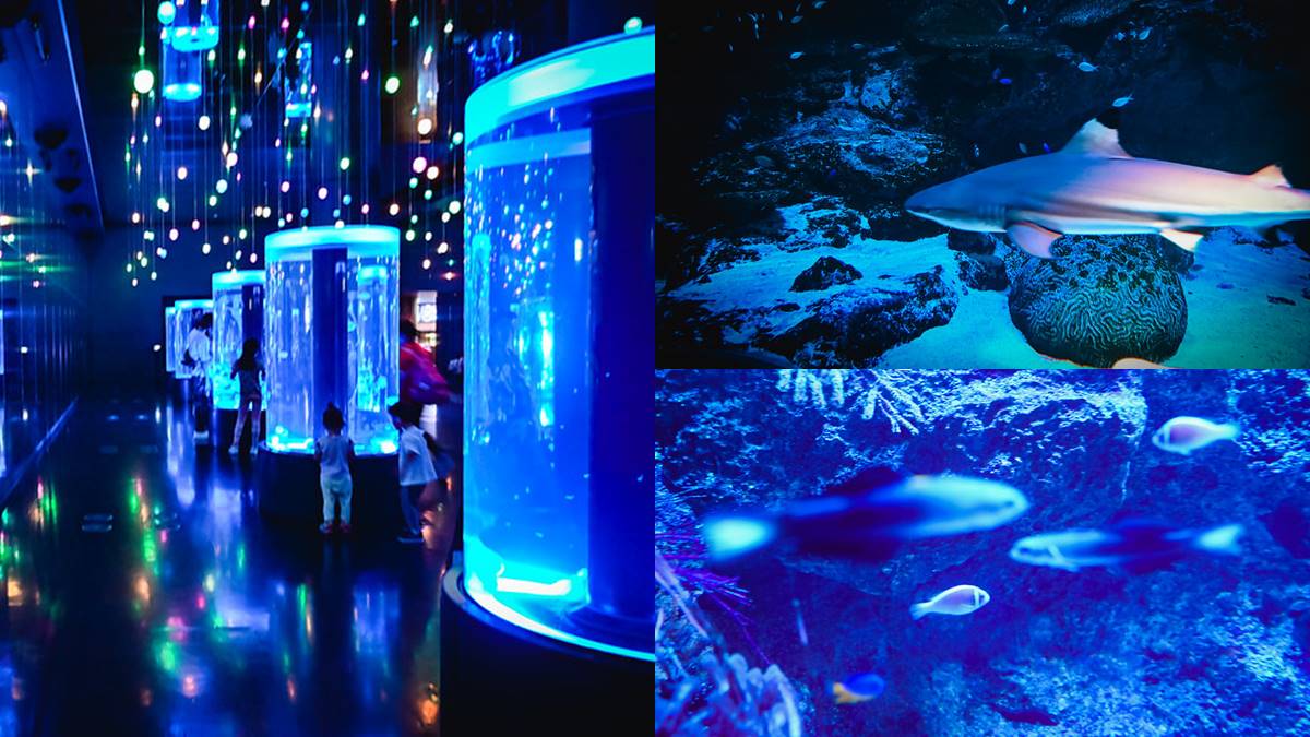 在品川水族館內，還有水母圓柱水槽，以及眾多海底生物可以觀賞。（圖／ELSA菲常好攝提供）