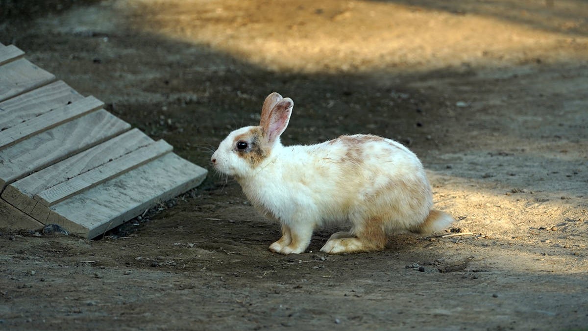 走到園區更深處的地方,還有柯爾鴨、兔子等小動物。(圖/阿捷的打飯班)