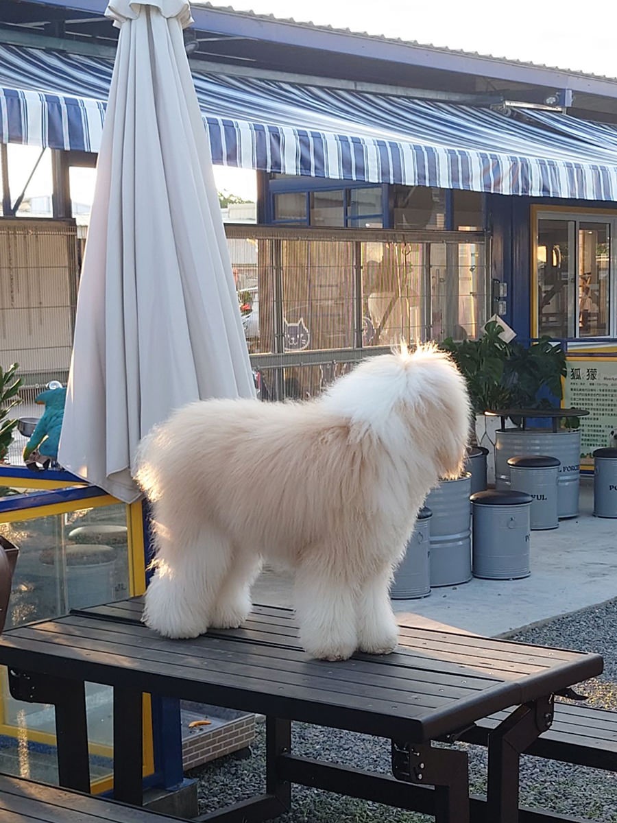 園區內也可以見到狗狗到處穿梭,是名副其實的萌寵迷你動物園!(圖/阿捷的打飯班)