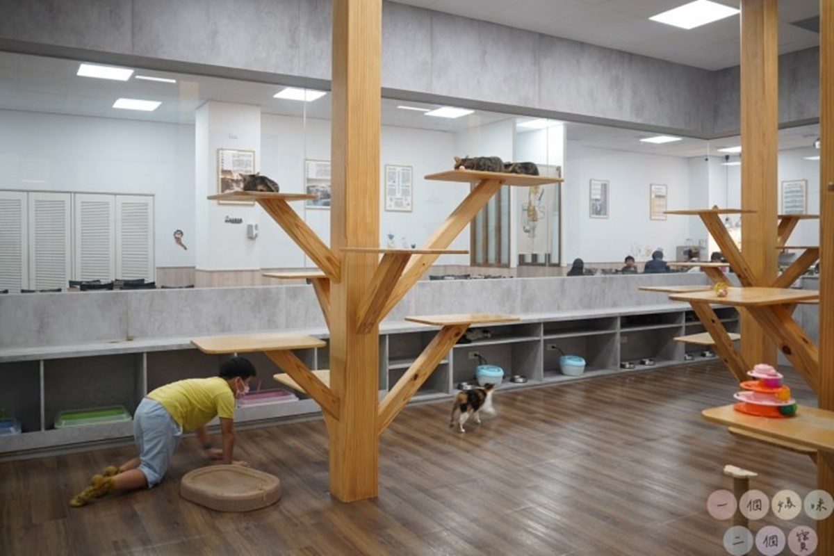 用餐的顧客都能進入貓房,與可愛的小貓咪們互動。(圖/1個媽咪2個寶提供)