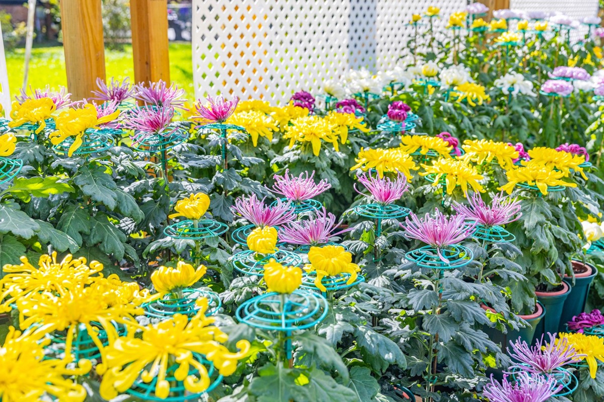今年菊展以15萬盆不同種類的菊花，打造14個特色展區。（圖／翻攝自士林官邸旅客粉專）