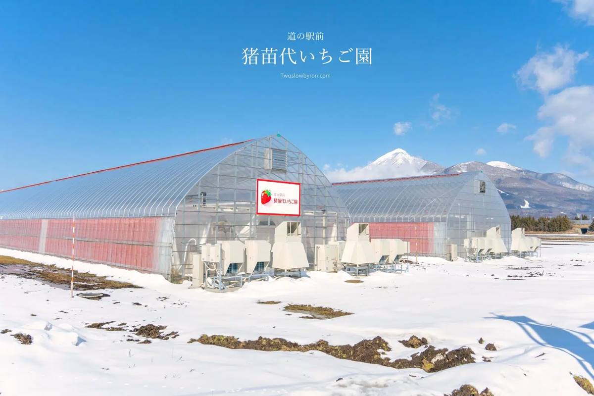 福島縣的「豬苗代草莓園」因為使用溫室控制環境,使得草莓園一年四季都能體驗45分鐘「草莓放題」。(圖/慢慢與Byron的旅行泡泡提供)