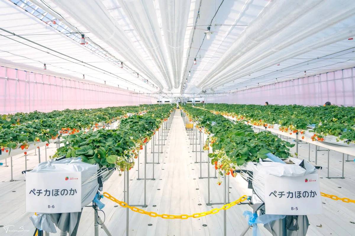 草莓園以溫室栽培,利用適當的溫度控制,環境非常乾淨、整潔。(圖/慢慢與Byron的旅行泡泡提供)