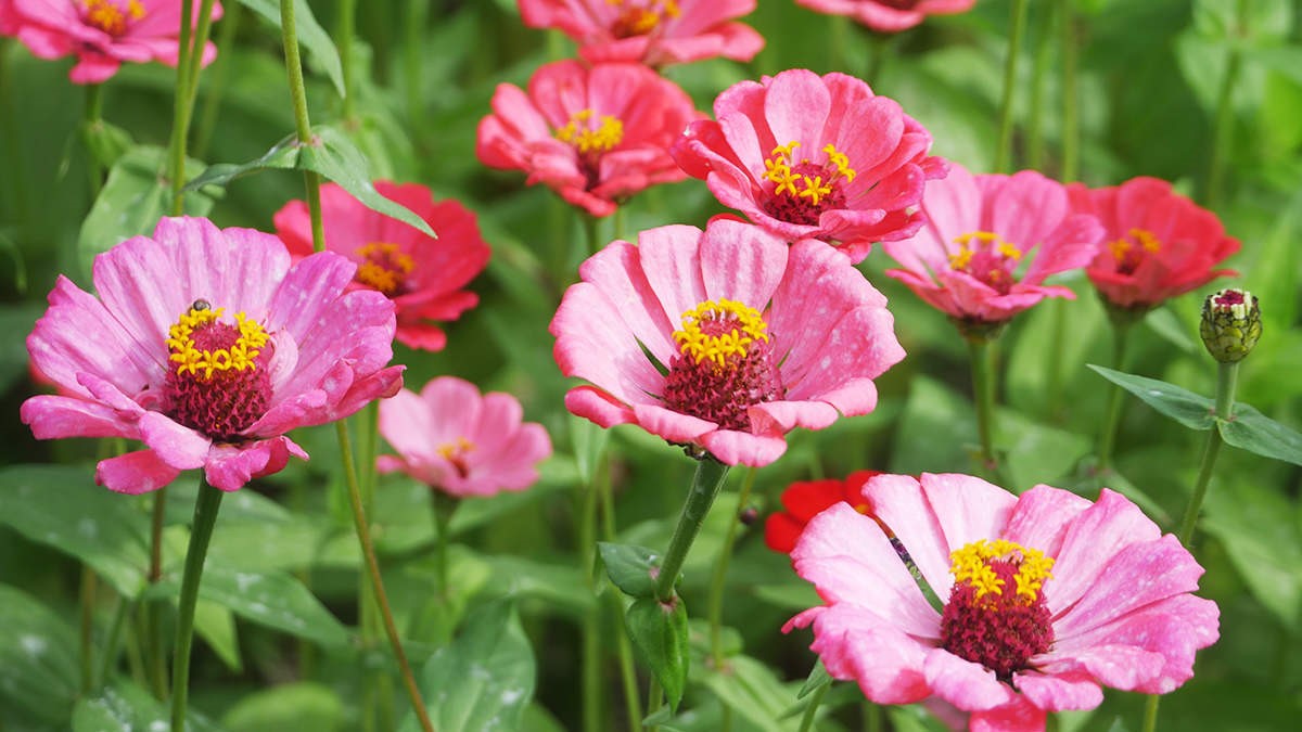 「牛角灣花區」種植大片喜氣洋洋的桃粉色百日草。(圖/阿捷的打飯班提供)