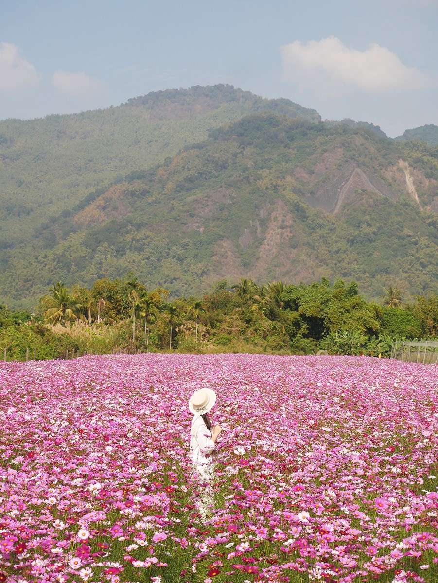 該區大量種植浪漫粉色的大波斯菊超好拍。(圖/阿捷的打飯班提供)