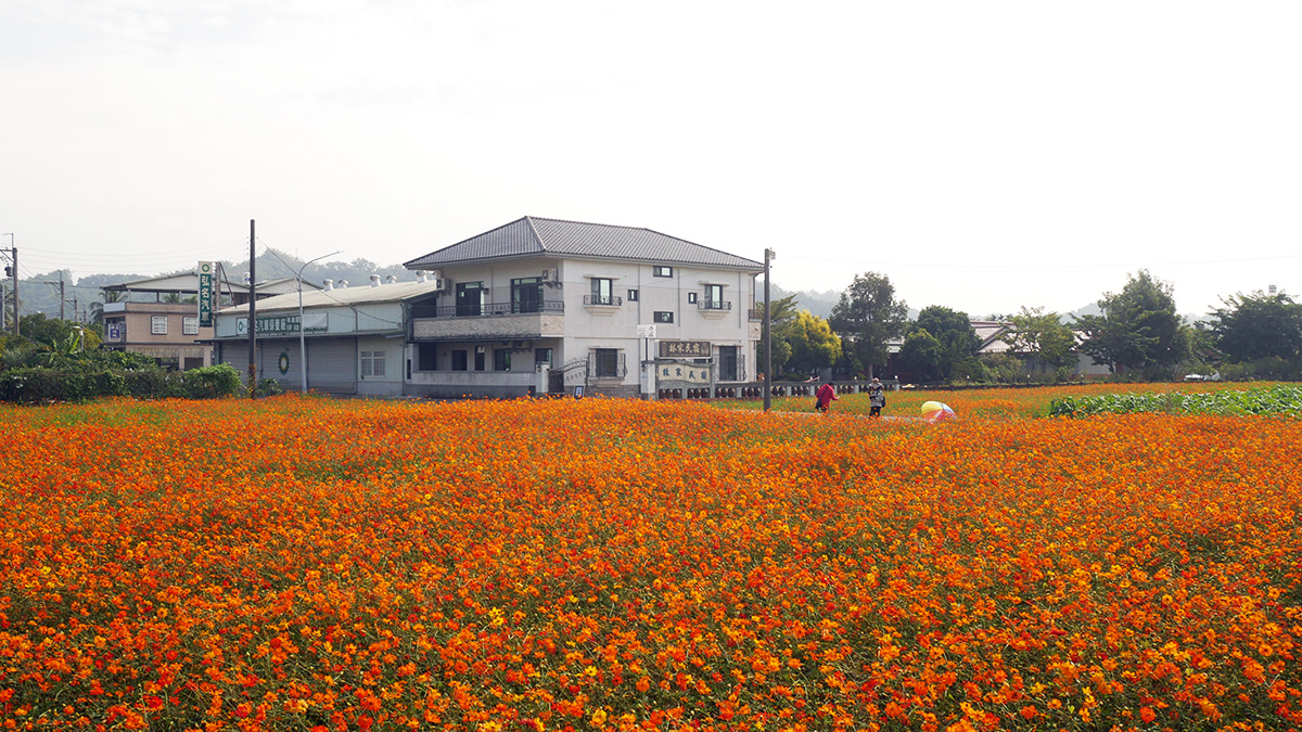 黃波斯菊搭配民宿小屋也是美景一幅。(圖/阿捷的打飯班)