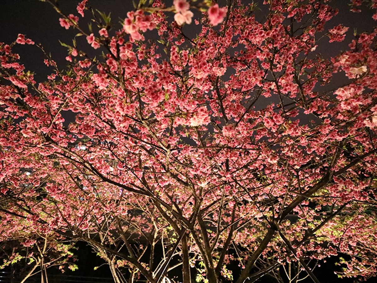 「2025樂活夜櫻季」即日起在內湖樂活公園登場，無論白天、夜晚都有不同風情。（圖／翻攝自2025樂活夜櫻季官網）