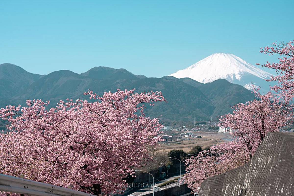 由於西平畑公園位於山坡上，可以遠眺富士山和相模灣，更能拍下「關東富士見百景」之一，櫻花與白色山頭富士山同框的畫面。（圖／Pengu Travel 提供）
