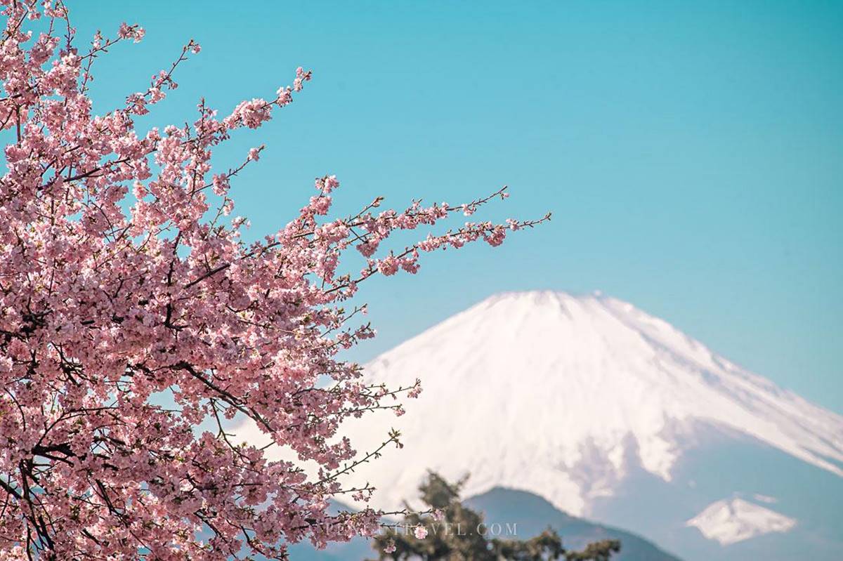 由於西平畑公園位於山坡上，可以遠眺富士山和相模灣，更能拍下「關東富士見百景」之一，櫻花與白色山頭富士山同框的畫面。（圖／Pengu Travel 提供）