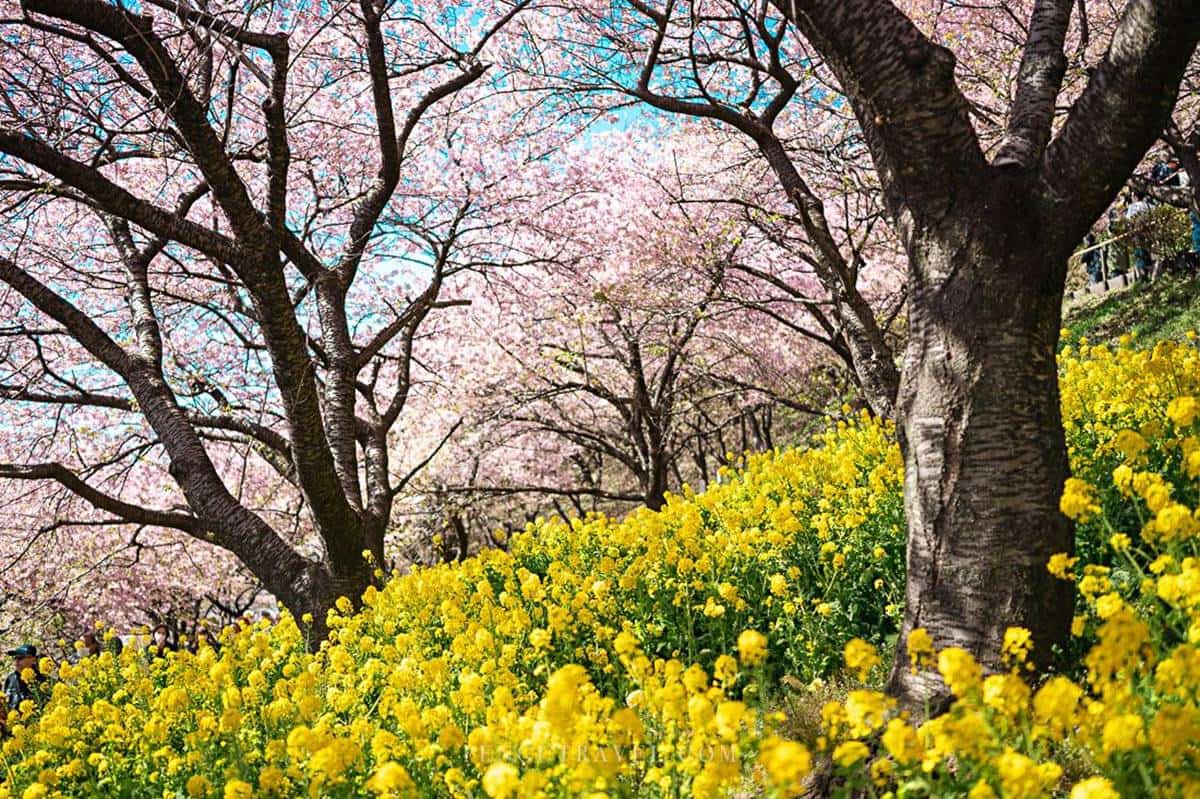 西平畑公園在賞櫻季節，公園的櫻花樹下也有黃燦燦的油菜花，更襯托出春櫻的粉嫩。（圖／Pengu Travel 提供）