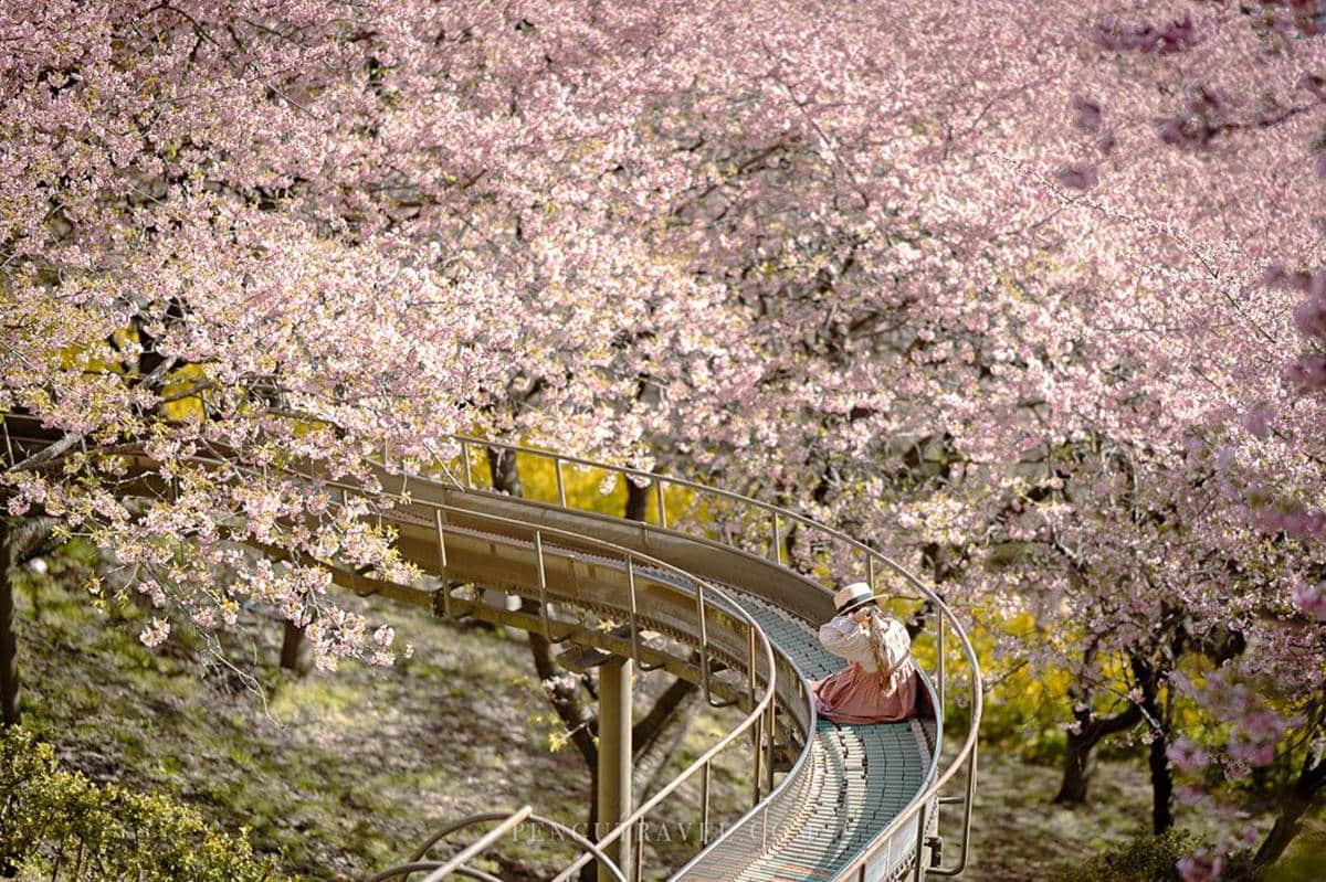 西平畑公園的另一個絕景，就是被粉色櫻花包圍的「櫻花溜滑梯」，十分夢幻。（圖／Pengu Travel 提供）