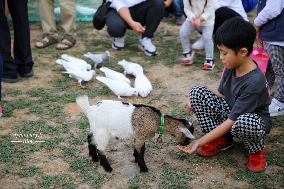小山羊也是超受歡迎的動物明星。(圖/可大王愛旅行 提供)