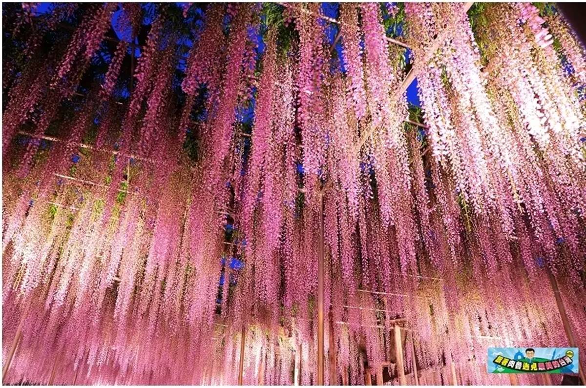 紫藤花有「世界最美花卉」的美譽,足利花卉公園更被美國CNN票選為「世界十大夢幻景點」之一。(圖/肉魯走遍全台灣 提供)