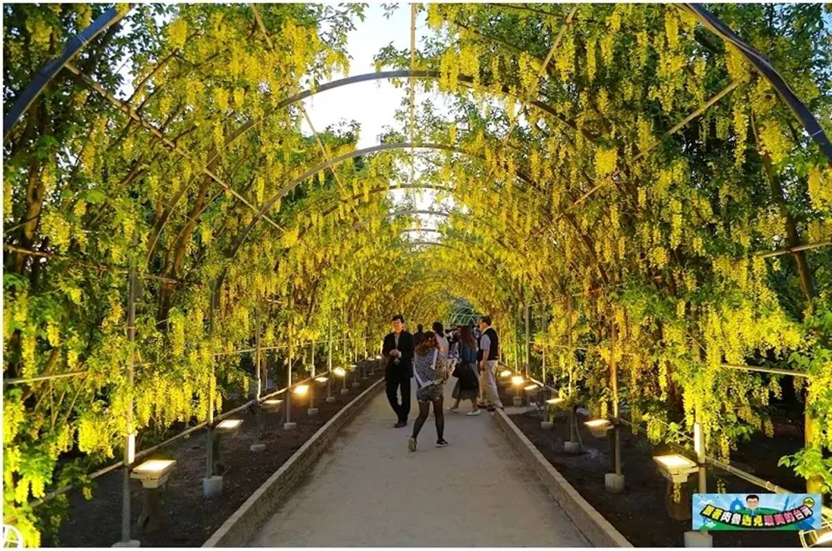公園內更擁有多條紫藤花隧道,無論是白天還是夜晚,都能帶來截然不同的感官享受。(圖/肉魯走遍全台灣 提供)