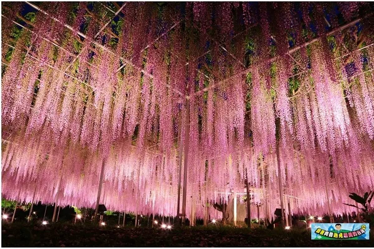 夜幕降臨之際點燈亮起,在夜晚的燈光映襯下,更讓紫藤花增添了神祕與浪漫氛圍。(圖/肉魯走遍全台灣 提供)