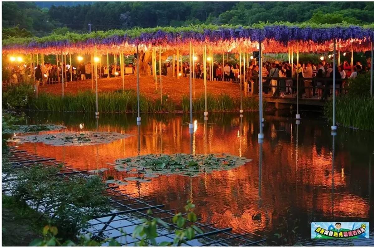 夜幕降臨之際點燈亮起,在夜晚的燈光映襯下,更讓紫藤花增添了神祕與浪漫氛圍。(圖/肉魯走遍全台灣 提供)