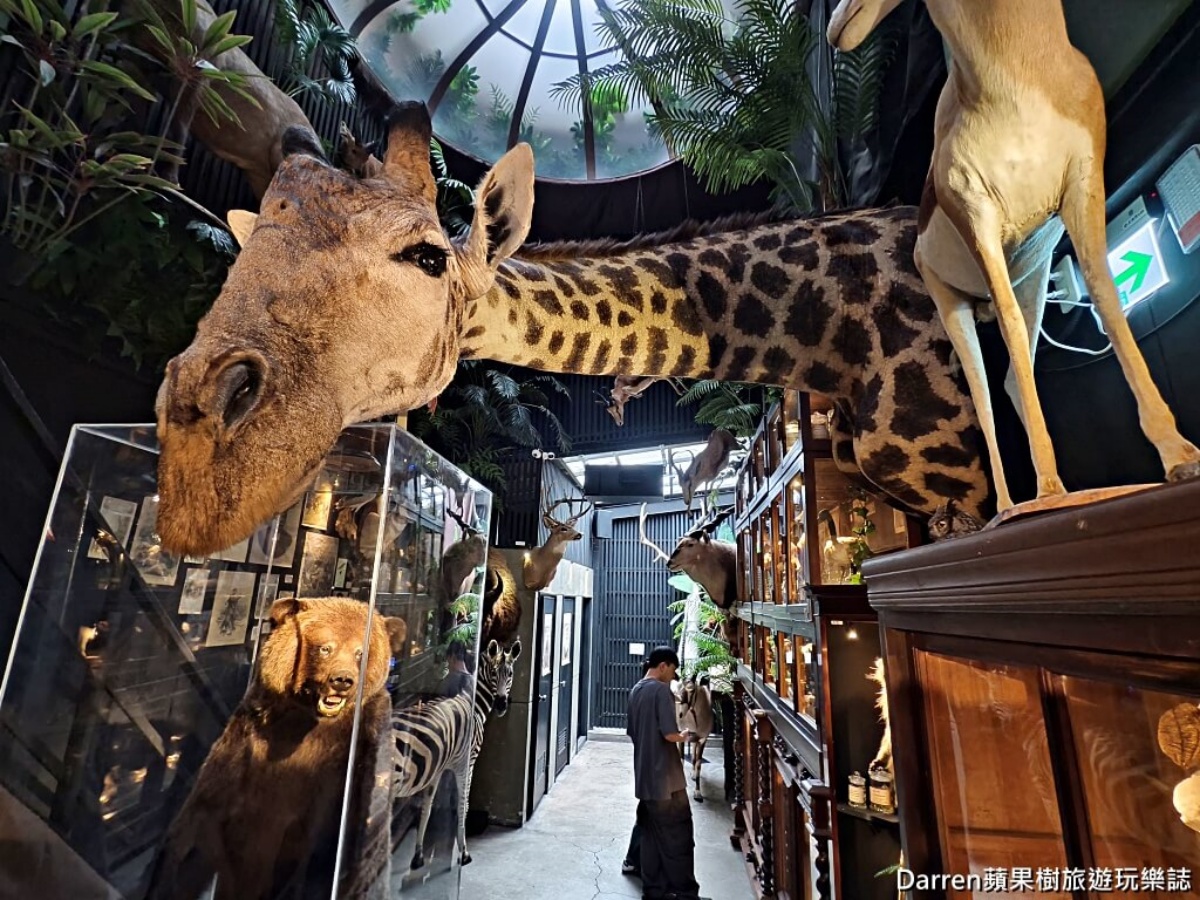 一進入標本博物館，抬頭就會看到巨大長頸鹿和大家Say Hi。（圖／Darren蘋果樹旅遊玩樂誌 提供）