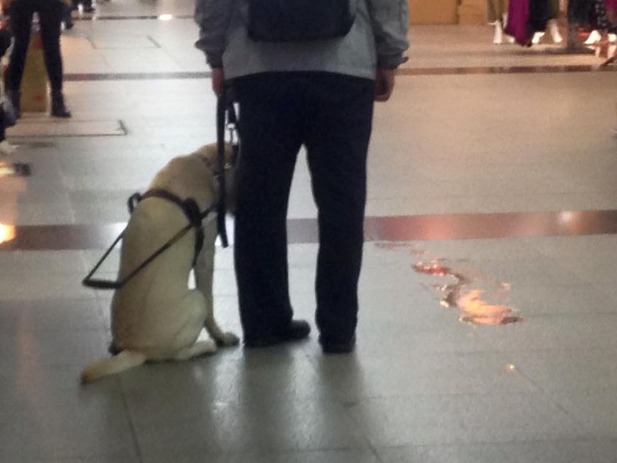 導盲犬尿地板低頭內疚 暖心店家這樣做…